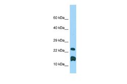 LMO1 Rabbit anti-Rat, Polyclonal, Novus Biologicals 0.1ml; Unconjugated:Antibodies,